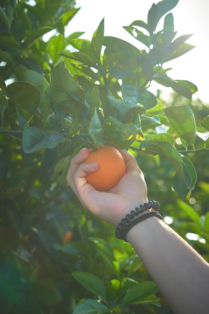 Foto frische orangen, die am baum hängen