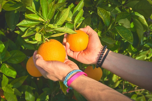 frische Orangen, die am Baum hängen