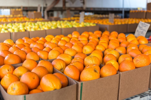 Frische Orangen in Kisten auf einem lokalen Markt