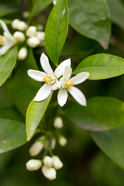 Frische Orangenbaumblüte, Zitrusfruchtblume