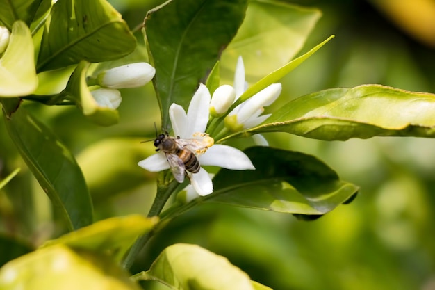 Frische Orangenbaumblüte, Zitrusfruchtblume