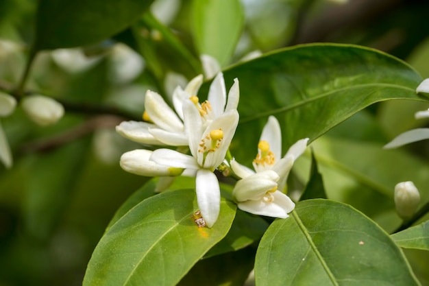 Frische Orangenbaumblüte, Zitrusfruchtblume