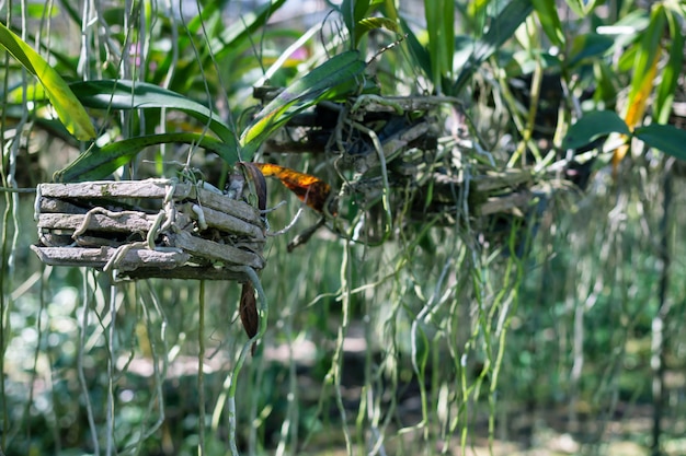 Frische Orchideenanlagen in der Orchideenkindertagesstätte