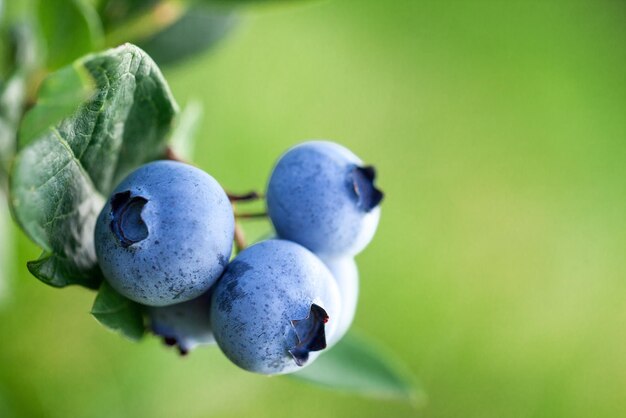 Frische organische Blaubeeren und grüne Blätter auf dem Busch auf grünem Sommernaturhintergrund. Konzept für gesunde und biologische Lebensmittel.