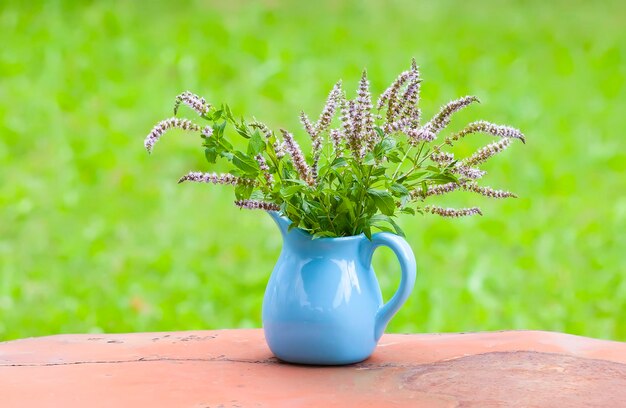 Frische organische blühende Minzpflanzen für Kräutertee Heilkräuter Blumenstrauß aus medizinischen Blumen in einem blauen Keramikkrug im Freien