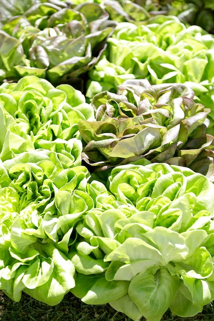 Frische organische grüne Salate