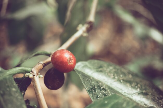 Frische organische kaffeekirschen im nordteil von thailand, selektiver fokus, dunkler ton