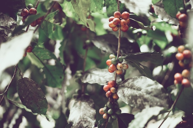 Frische organische Kaffeekirschen im Nordteil von Thailand, selektiver Fokus, dunkler Ton