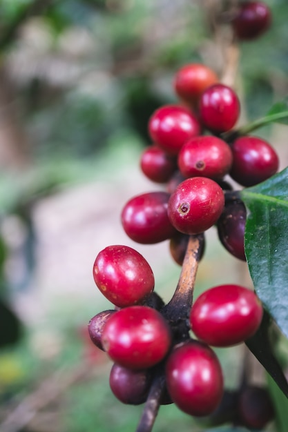 Frische organische Kaffeekirschen mit Kaffeebaum im Nordteil von Thailand