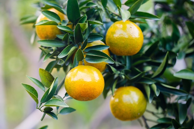 frische organische reife Orangen, die am Baum hängen