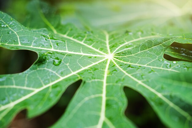 Frische Papayablätter und Wassertautropfen mit Sonnenlicht im Garten