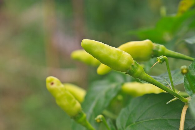 Frische Paprikas, die im Gemüsegarten wachsen