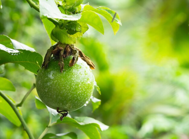 Frische Passiflora Edulis oder Passionsfrucht