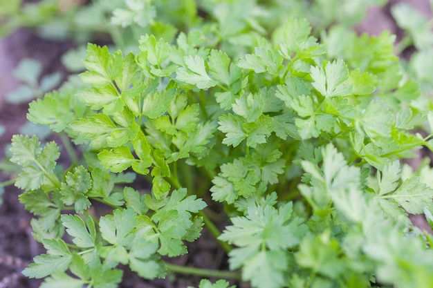 Frische Petersilie wächst in einem Garten