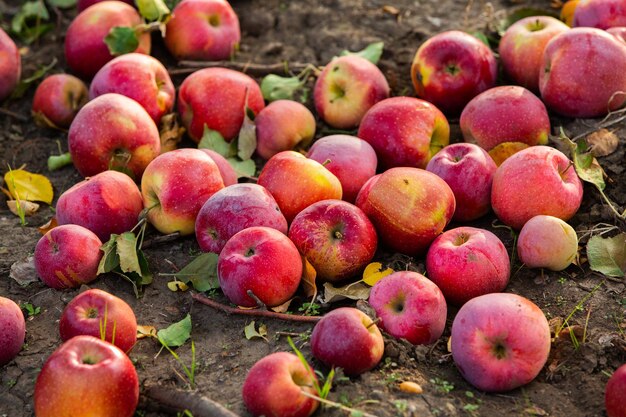 Frische Äpfel aus dem Obstgarten Äpfelernte bereit für die Ernte im Obstgarten in der Moldau