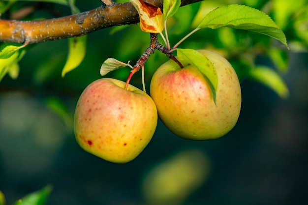 Frische Äpfel aus dem Obstgarten.