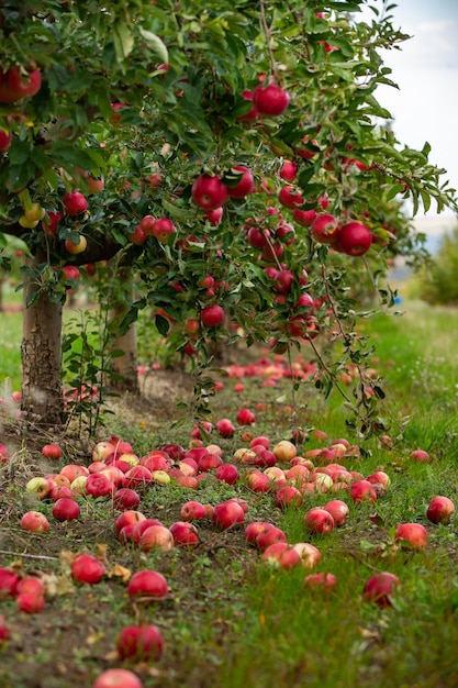 Frische Äpfel aus dem Obstgarten.