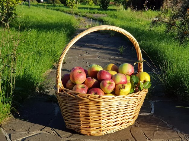 Frische Äpfel und Birnen in einem Korb in einem Sommergarten auf dem Land