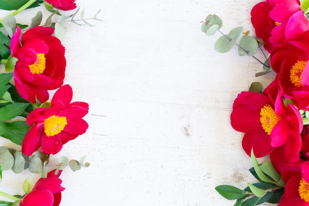 Frische Pfingstrosenblumen lokalisiert auf Weiß