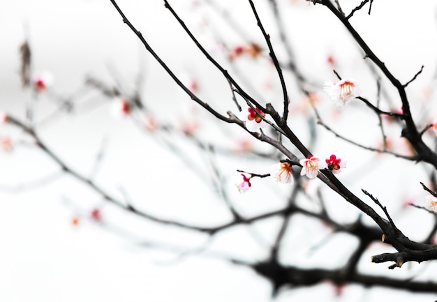 frische Pflaumenbaum Blumen isoliert auf weißem Hintergrund