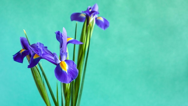 Frische purpurrote Irisblumen auf grünem Hintergrund