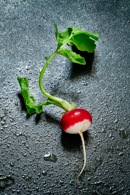 Frische Radieschen mit selektivem Fokus der Wassertropfen