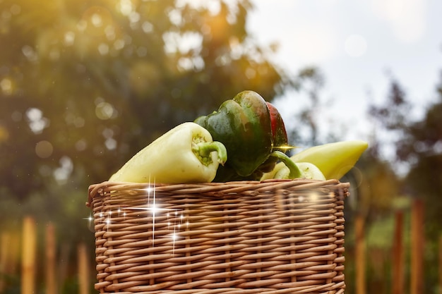 Frische Ratunda-Paprikaschoten in einem Korb im Garten mit ihren eigenen Händen gepflückt dekoratives Foto kreatives Foto