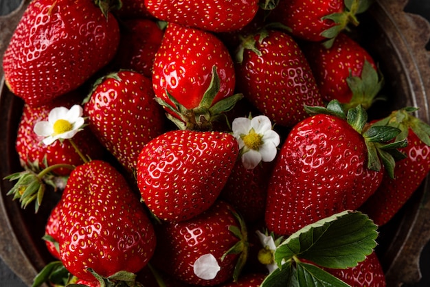 Frische reife Bio-Erdbeeren mit blühenden Pflanzenblüten