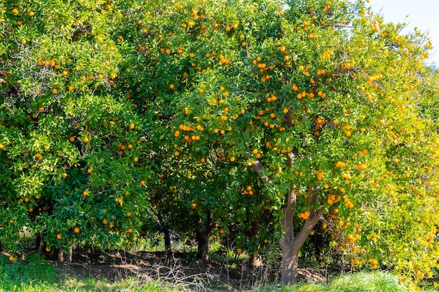 Frische reife Bio-Orange hängt an einem Orangenbaum voller Früchte in Antalya, Türkei