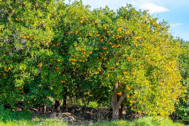 Frische reife Bio-Orange hängt an einem Orangenbaum voller Früchte in Antalya, Türkei