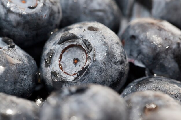 Frische reife Blaubeeren mit geernteten Vitaminen, frische und leckere Blaubeeren, können roh gegessen werden