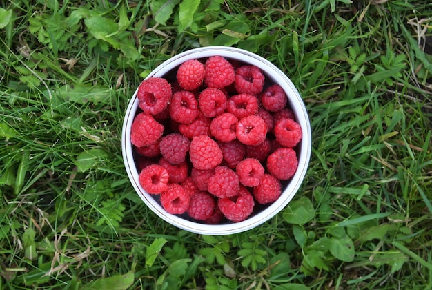 Frische reife Himbeerernte im Sommer aus nächster Nähe