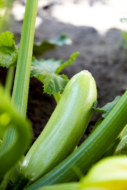 Frische reife junge Zucchini am Strauch im Garten. Bio-Bauernhof mit Öko-Gemüsewachstum. Zucchini ernten. Selbst angebaute Sommergärtnerei