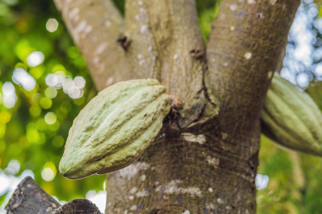 Frische reife Kakaoschote auf Baum im dominikanischen Dschungel