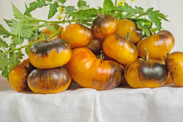 Frische reife köstliche braune gelbe Tomaten Hintergrund aus frisch geernteten roten Tomaten Dark Galaxy