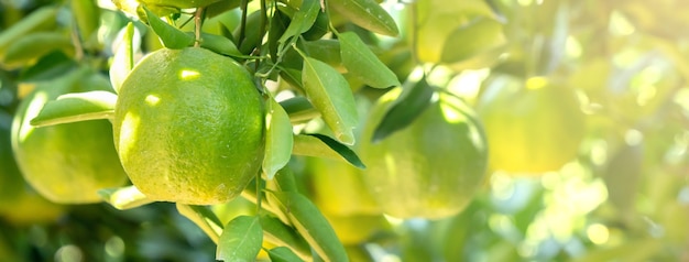 Frische reife Mandarinen-Mandarine auf dem Baum im orangefarbenen Gartenobstgarten mit Hintergrundbeleuchtung der Sonne.