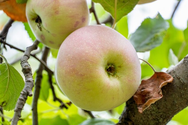 Frische reife Äpfel auf einem Ast mit Blättern