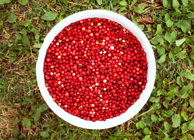 Frische reife Preiselbeeren hautnah