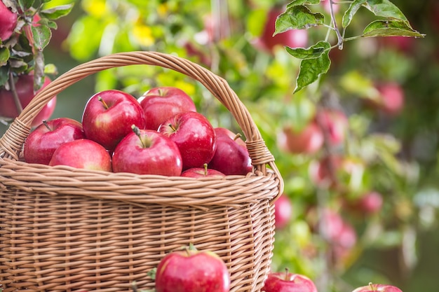 Frische reife rote Äpfel im Holzkorb auf Gartentisch.