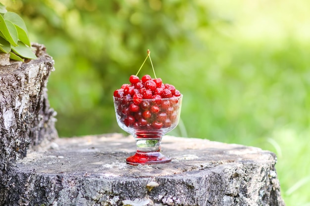 Frische reife süße Sommerbeeren Rote nasse Kirschen in einer transparenten Vase auf Baumstumpf im Freien Kirschfrüchte im Sommerpark