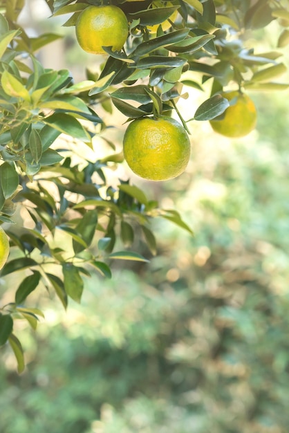 Frische reife Tangerine-Mandarine auf dem Baum im Orangengarten-Obstgarten