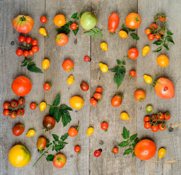 Frische reife Tomaten auf Draufsichtkopierraum des Holztischs