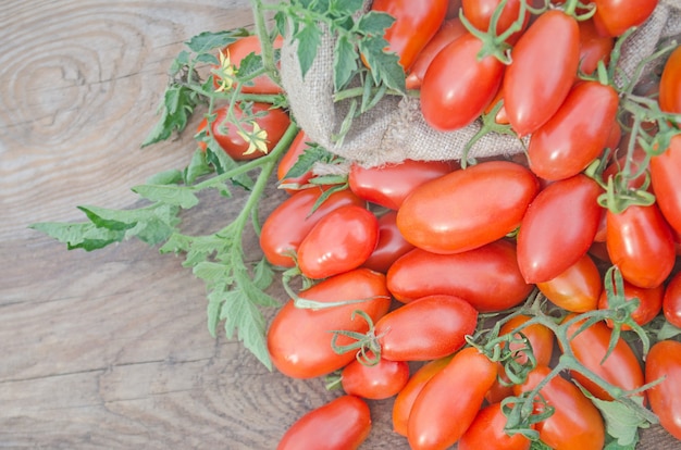 Frische, reife Tomaten auf Holz
