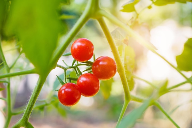 Frische reife Tomaten im Bio-Garten