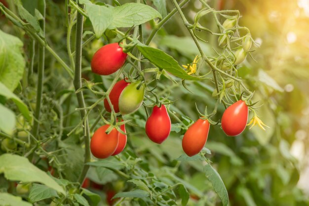 Frische reife Tomaten