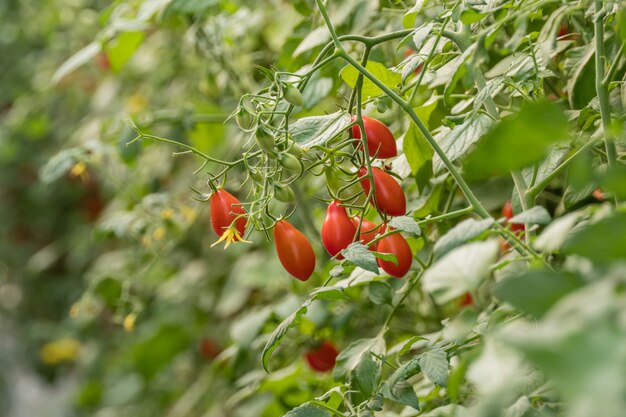 Frische reife Tomaten