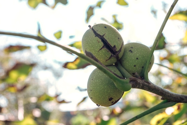 Frische reife Walnuss wächst auf einem Baum im Herbst