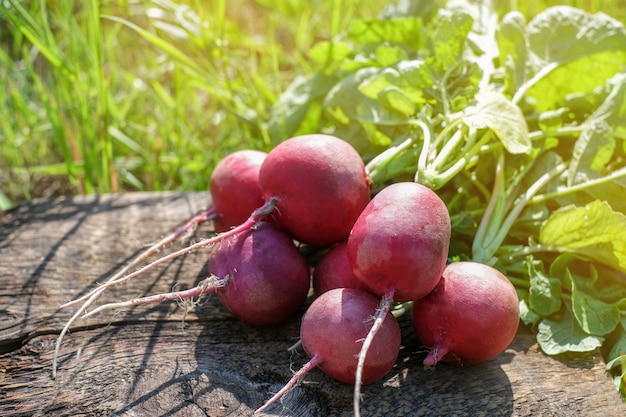 Frische Rettichbündelernte auf Holztisch. Gesunde Bio-Lebensmittel, Gemüse, Landwirtschaft, Nahaufnahme amd copyspace