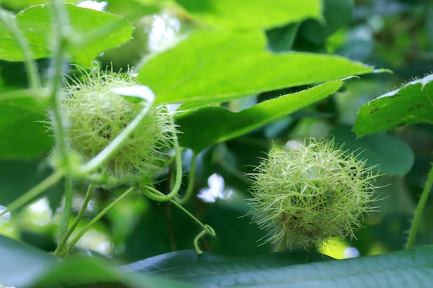 Frische rohe behaarte Früchte der Nahaufnahme der stinkenden Passionsblume