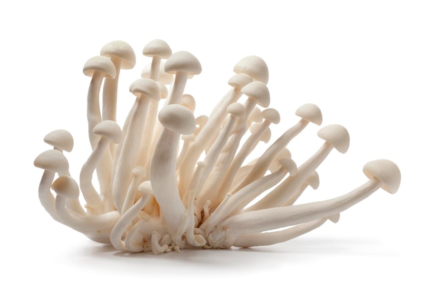 Frische, rohe, essbare weiße Shimeji-Pilze, isoliert auf weißem Hintergrund, Nahaufnahme